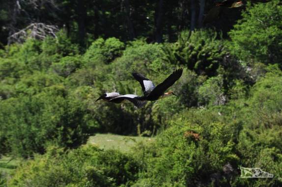 Pássaros sobrevoam a nossa barraca em frente ao lago Falkner, no Parque Lanin, na região de San Martín de Los Andes, na Argentina